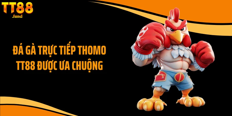 Đá gà trực tiếp Thomo TT88 được ưa chuộng